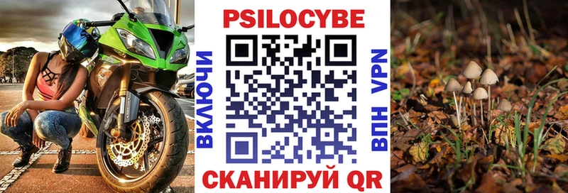 Купить где  Петровск  Галлюциногенные грибы мицелий 